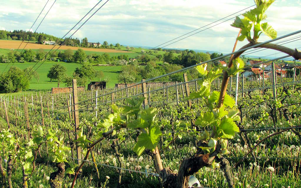 die Jahreszeiten im Weinberg